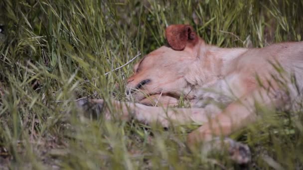 Werf honden op de boerderij. — Stockvideo