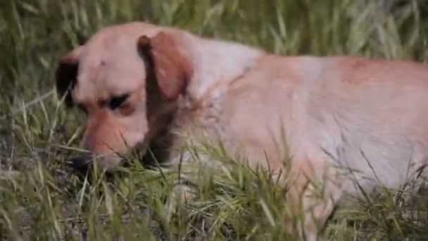 농장에서 마당 개. — 비디오
