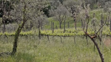 Bir üzüm çiftlik panorama