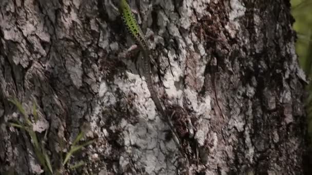 Lacerta agilis Europa — Vídeo de Stock