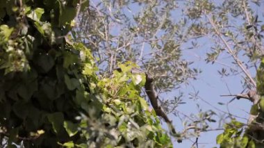 Doğal arka plan İtalya.