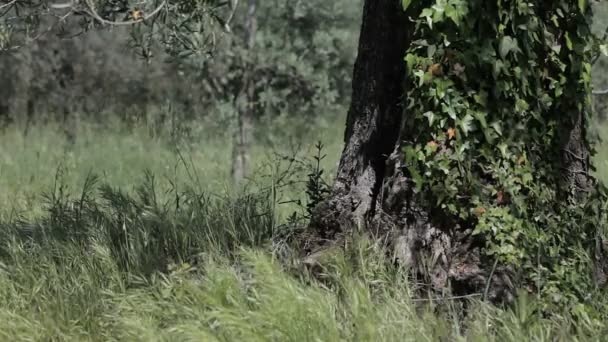 Natuurlijke achtergrond Italië. — Stockvideo