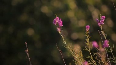 Çiçekler ve otlar, İtalya.
