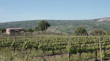 Bir üzüm çiftlik panorama