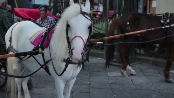 City Sorrento italy — Stock Video