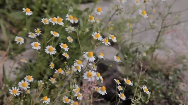 Ville Bénévent Italie 