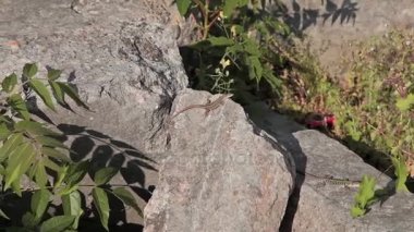 Şehir Benevento İtalya