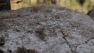 Şehir Pternopoli İtalya