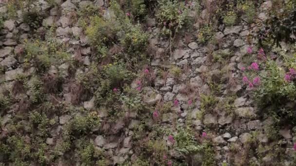 Цветы на стене старого каменного дома — стоковое видео