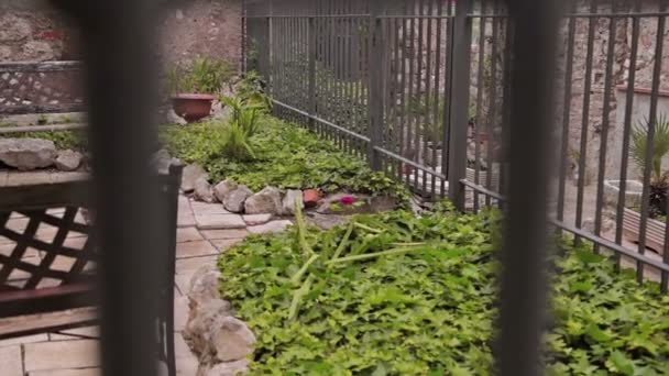 Casco Antiguo Minturno Un pequeño patio con un scofey y un limonero . — Vídeo de stock