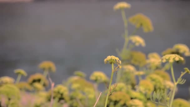 Herbs growing on the coast of the Mediterranean Sea Catalonia. — Stock Video