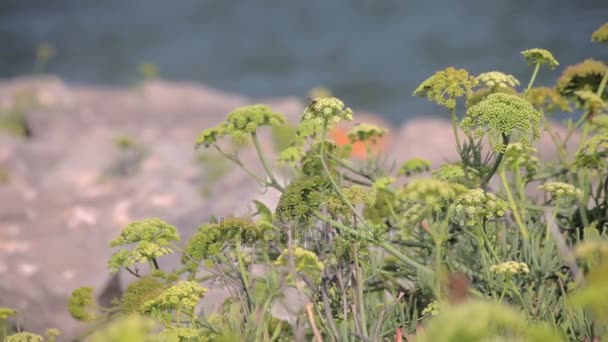 Akdeniz Katalonya'nın kıyısında büyüyen otlar. — Stok video
