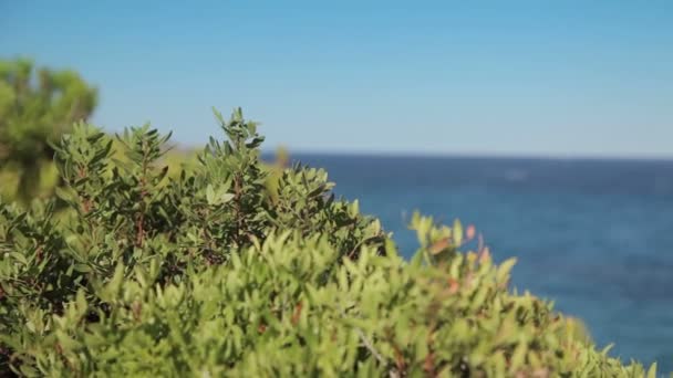 Buskar på sluttningarna av klipporna. Spanska stränderna i Cala Mendia. Mallorca — Stockvideo