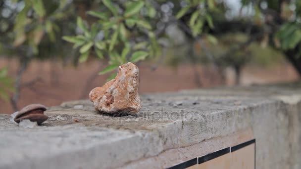 Alberi Mandal e nuts.in periferia di Cala Mendia — Video Stock