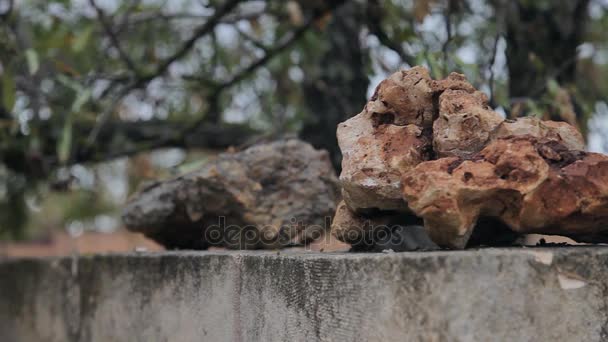 Mandal ağaçlar ve nuts.in Cala Mendia banliyölerinde — Stok video