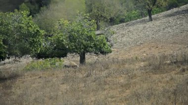 Cala Mendia banliyölerinde çiftlikleri