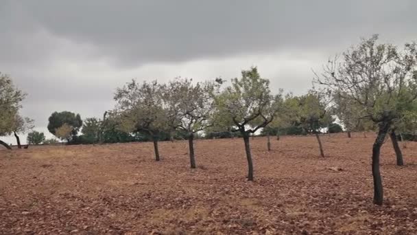 Farms in the suburbs of Cala Mendia — Stock Video