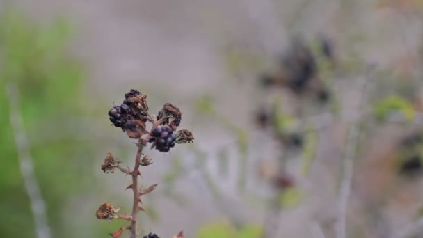 Vegetação à beira da estrada - amora-preta e outras fábricas. nos subúrbios de Cala Mendia — Vídeo de Stock