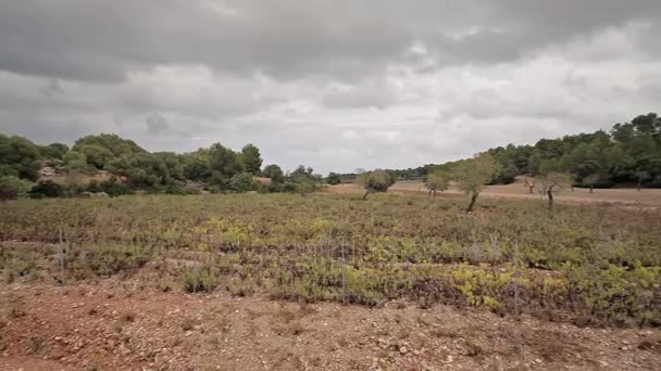 Mandal arbres et noix dans la banlieue de Cala Mendia — Video