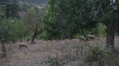 Cala Mendia banliyölerinde çiftlik Bahçe ağaçları arasında koyun otlatmaya