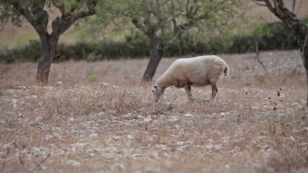 Moutons pâturent parmi les arbres du jardin de la ferme dans la banlieue de Cala Mendia — Video