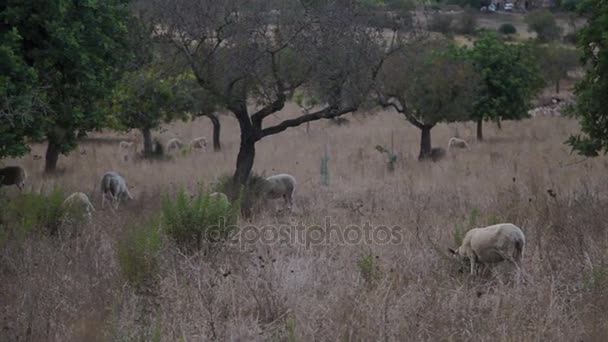 Moutons pâturent parmi les arbres du jardin de la ferme dans la banlieue de Cala Mendia — Video