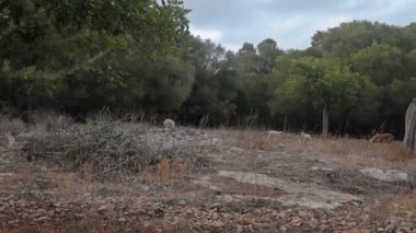 Cala Mendia banliyölerinde çiftlik Bahçe ağaçları arasında koyun otlatmaya
