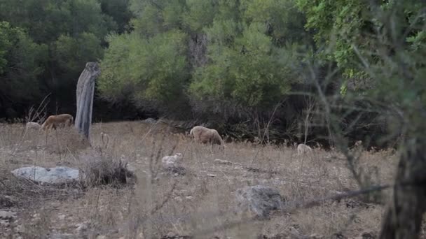 Schapen grazen tussen de bomen voor de tuin van de boerderij in de buitenwijken van Cala Mendia — Stockvideo