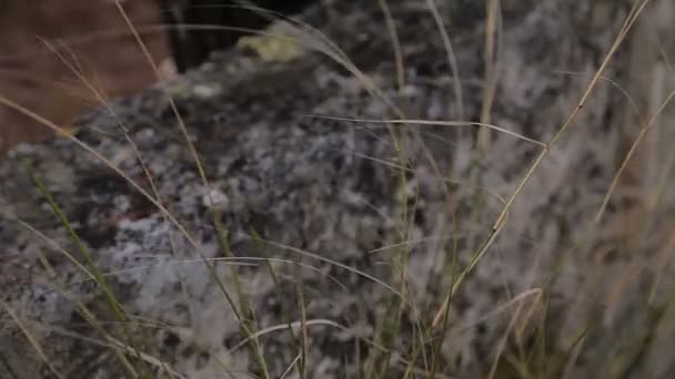 Una cerca de piedra a lo largo del territorio de la granja . — Vídeos de Stock