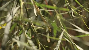 Güney ağaçlar güneş. Mallorca