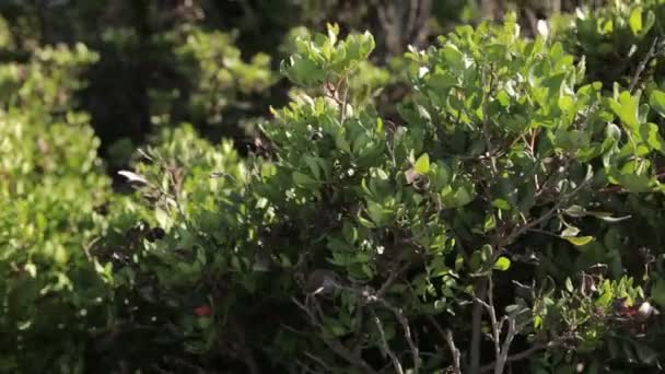 Erbe che crescono sulla costa di Cala Mendia. Maiorca — Video Stock