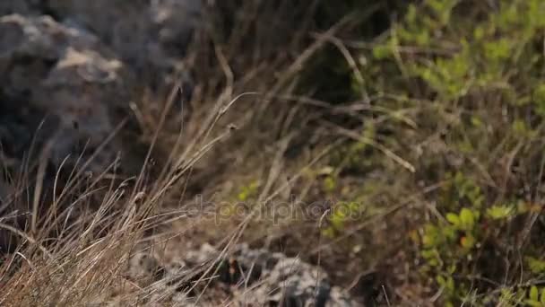 Hierbas que crecen en la costa de la Cala Mendia. Mallorca — Vídeo de stock