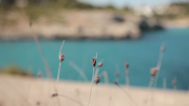 Herbs growing on the coast of the Cala Mendia. Mallorca — Stock Video