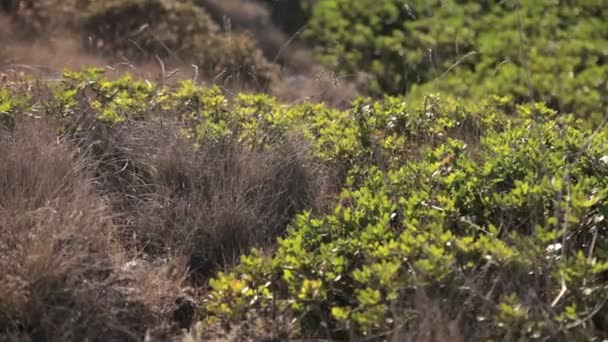 Hierbas que crecen en la costa de la Cala Mendia. Mallorca — Vídeos de Stock