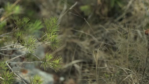 Des rameaux d'épinette se balancent dans le vent . — Video