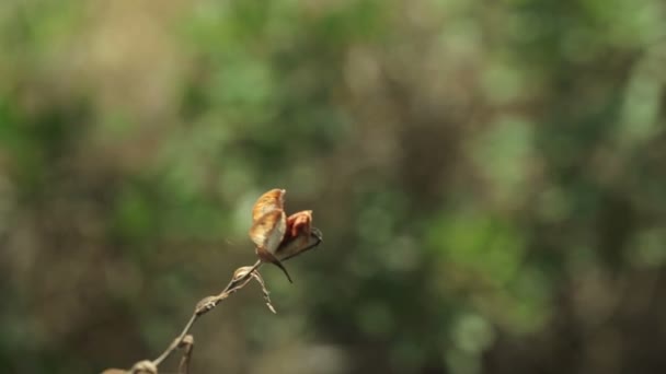 Byliny rostoucí na pobřeží Cala Mendia –. Mallorca — Stock video