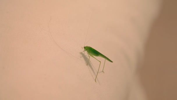 Strange green insect. Mallorca — Stock Video