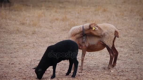 Schafe gehen auf die Weide. in den vororten von polenca — Stockvideo
