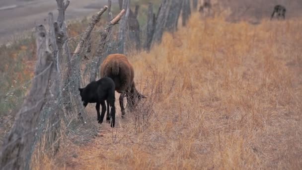 Ovce půjdou na pastvině. v předměstí Polenca — Stock video