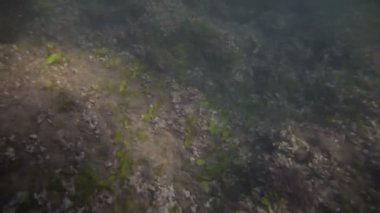 Sualtı video Mallorca plaj üzerinde çekim.