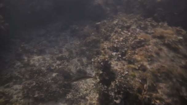 Vídeo submarino filmado en la playa de Mallorca . — Vídeo de stock