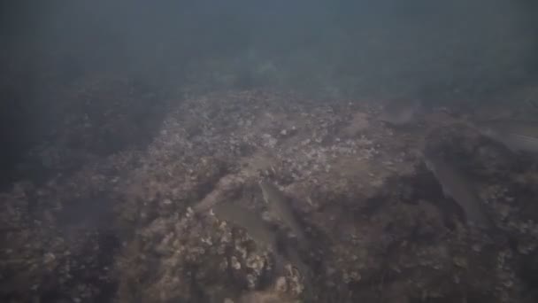 Podvodní video fotografování na pláži ostrova Mallorca. — Stock video