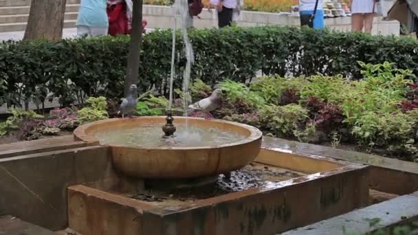 Gardens and fountains near the Palace of La Almudaina Palma de Mallorca — Stock Video