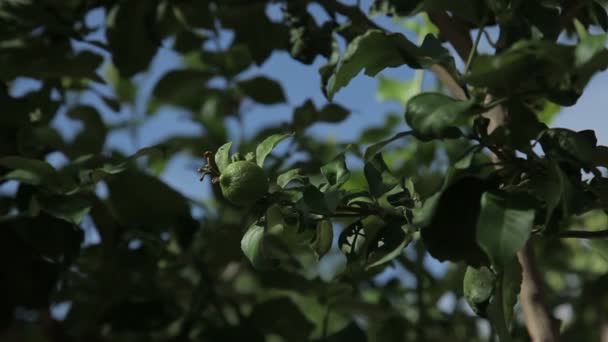 Natuur in September in Mallorca. — Stockvideo