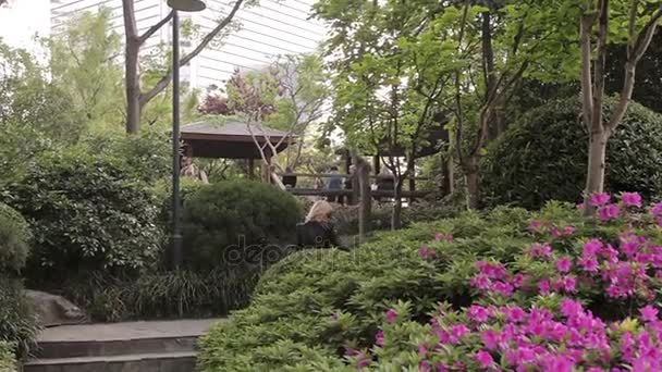 Parque de la ciudad Shanghai — Vídeo de stock