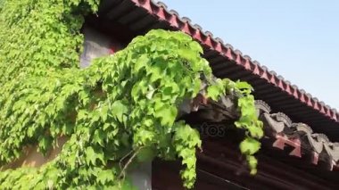 Longhua Tapınağı Shanghai