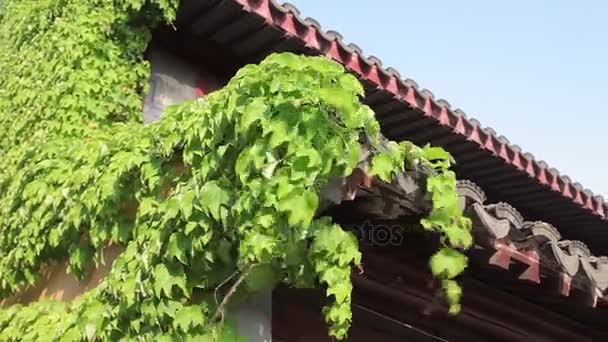 Templo de Longhua Shanghai — Vídeo de Stock