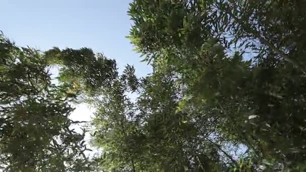 cimetière des martyrs hua long 