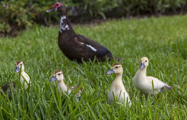 Onun dört ducklings misk ördeği