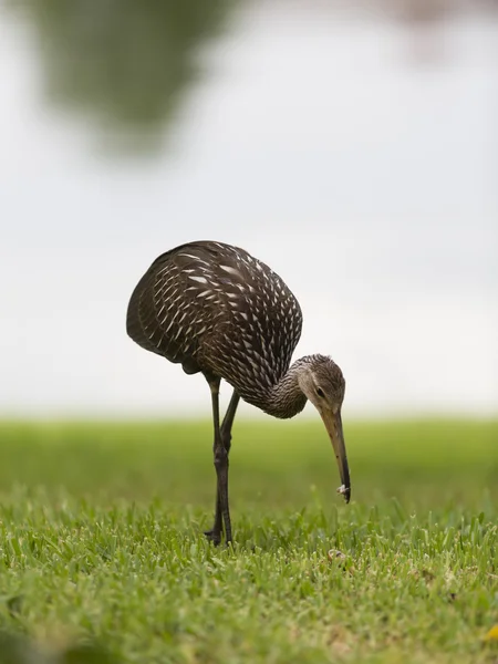 Limpkin veya courlan çimenlerin üzerinde yiyecek arama